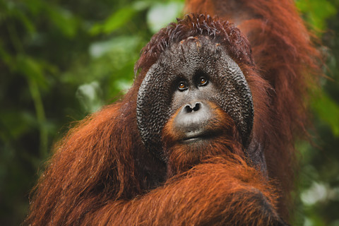 Bornean orangutan