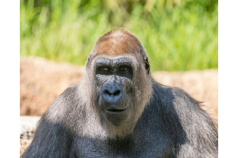 Western lowland gorilla at LA zoo