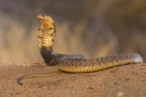 Egyptian cobra