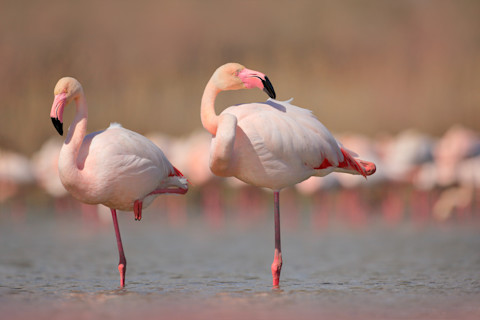 Greater flamingos
