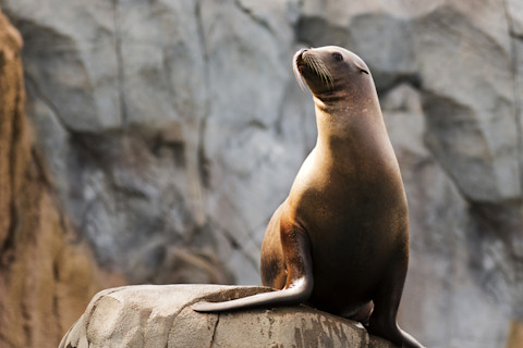 Sea lion
