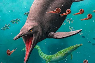 Earliest ichthyosaur