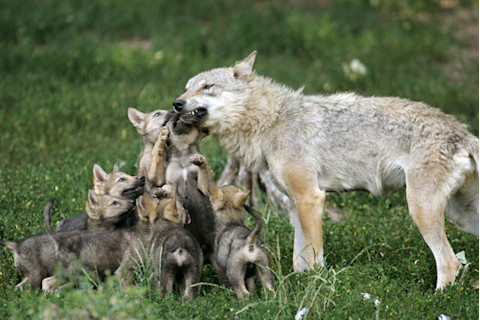 Adult wolf with several wolf pups