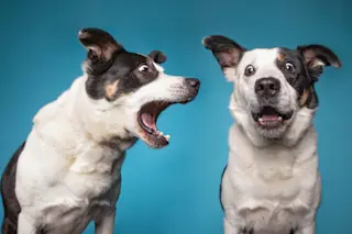 Dog barking