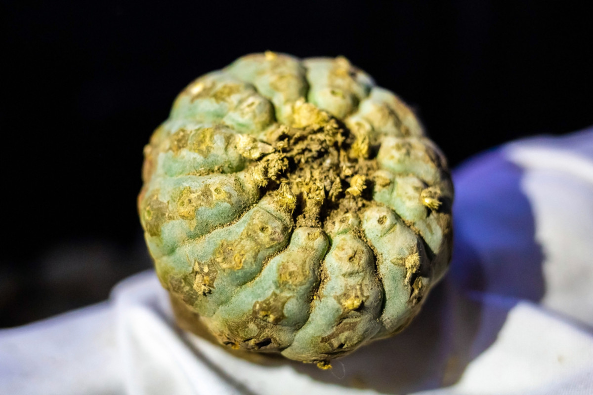 Peyote vs. Ayahuasca: What Is the Difference? | Discover Magazine