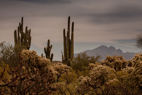 Cactuses and peyotes in Arizona’s Tonto National Forest, Arizona desert, USA