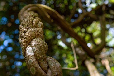 Jagube vine, plant used to make ayahuasca