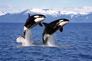 Orca killer whales jumping