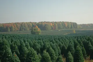 Scotch pines Christmas tree farm - CCBY