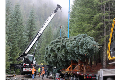 Christmas Tree cutting - USFS