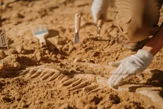 Paleontology