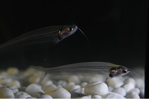 Transparent ghost catfish (K. vitreolus).