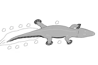 Footprints from large prehistoric amphibian from South Africa 