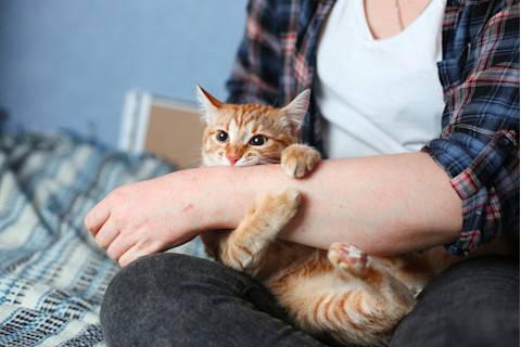 Young domestic red cat bites woman's hand. Blue bed. Day light