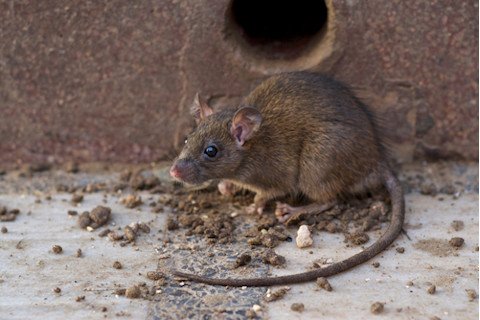 Brown rat in front of hole