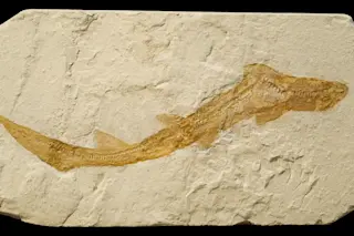 Ancient Shark Fossil 