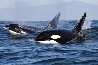 killer whale orca - shutterstock