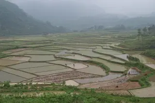 farm