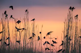 Migratory barn swallows