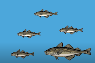 Fish evolution video