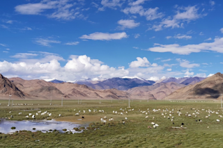 Tibetan plateau pasture