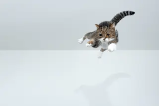 tabby white british shorthair cat jumping 