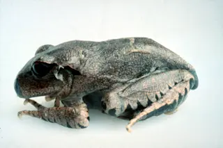 Frog with chytrid fungus