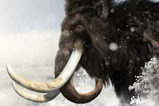 Mammoth