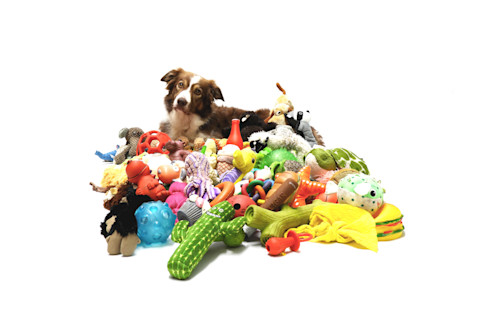 Dog in a pile of toys