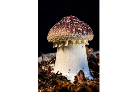garden giant mushroom - Stuart Isett