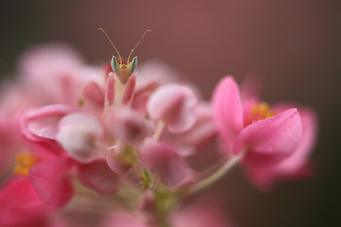 Flower Mantis