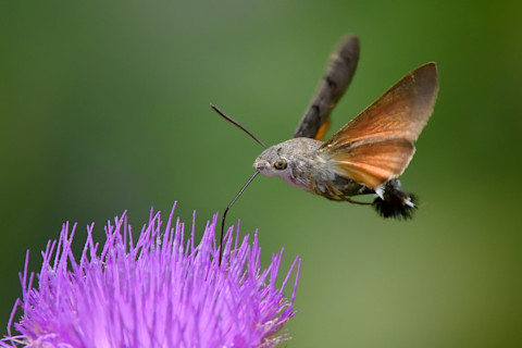 Hummingbird Moth