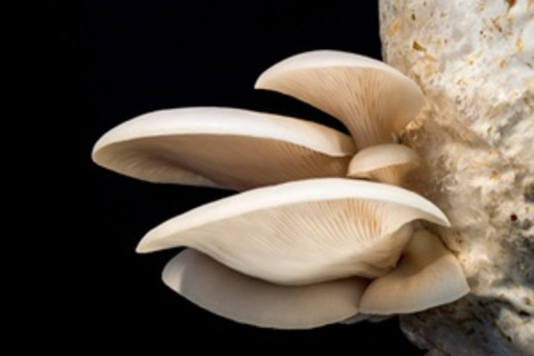 oyster mushrooms - Stuart Isett