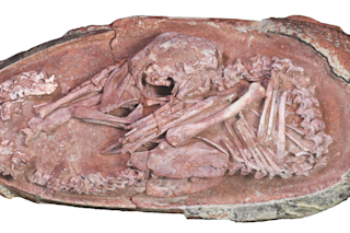Dinosaur Embryo