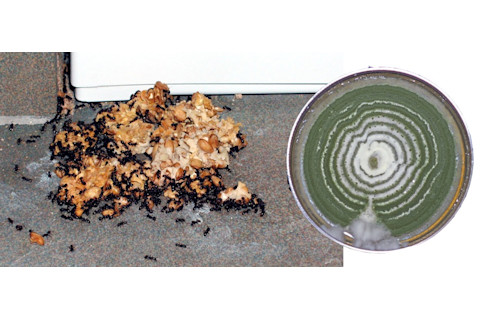 ant fungus pesticide - Paul Stamet
