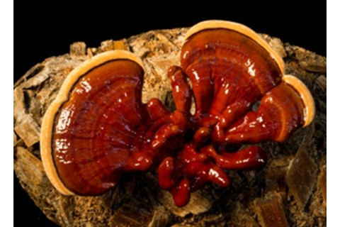 reishi mushrooms - Stuart Isett