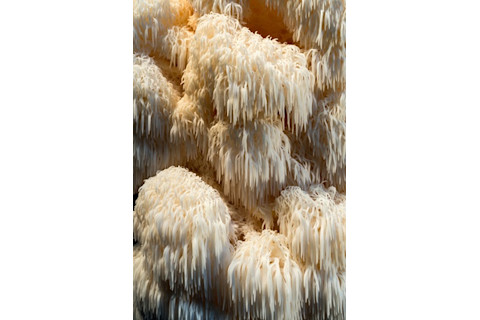 lions mane mushrooms - Stuart Isett