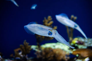 Translucent Squid