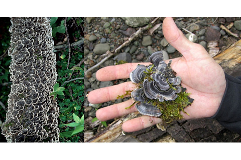 turkey tail mushrooms - Paul Stamets