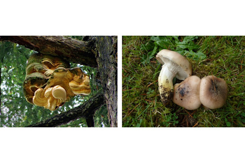 Agarikon and Slimy spike-cap mushrooms - Paul Stamets