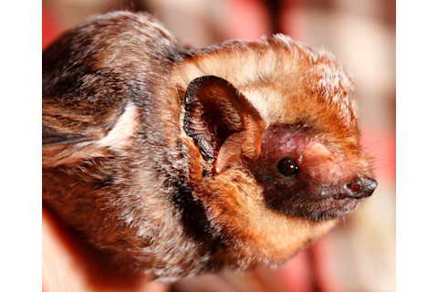 Hawaiian Hoary Bat