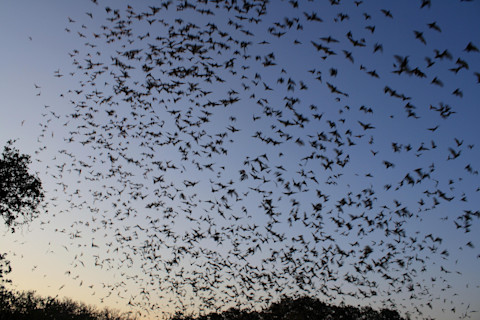 Mexican free tailed bats exiting Bracken Bat Cave