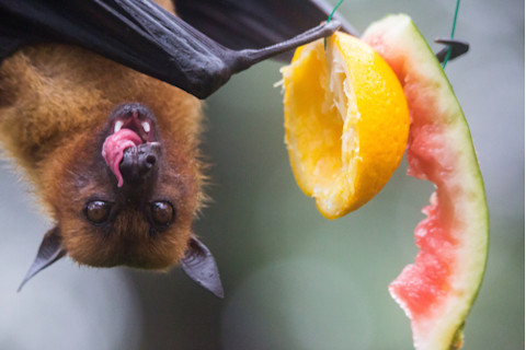 Fruit Eating Bat