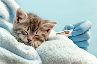 Sick kitten