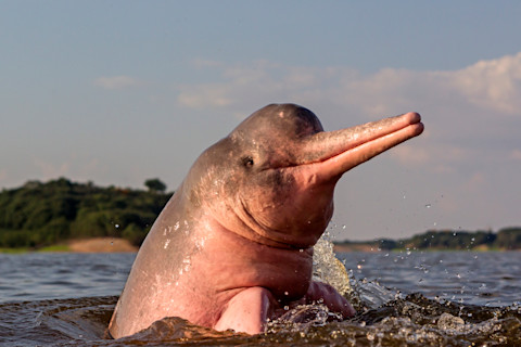 Amazon river dolphin