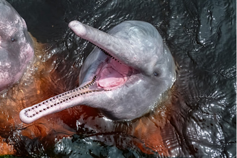 River Dolphin showing teeth