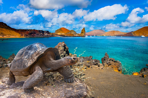 Galápagos Tortoise and Islands