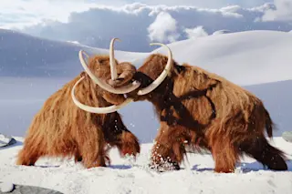 Woolly mammoths fighting