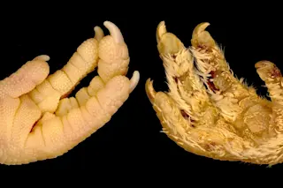 Chicken feet feathers and scales