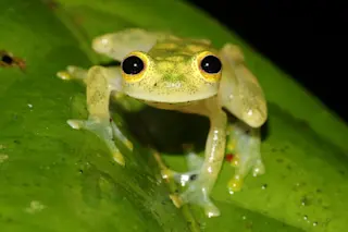 Glass Frog